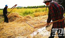 下雨天打麦子歇后语