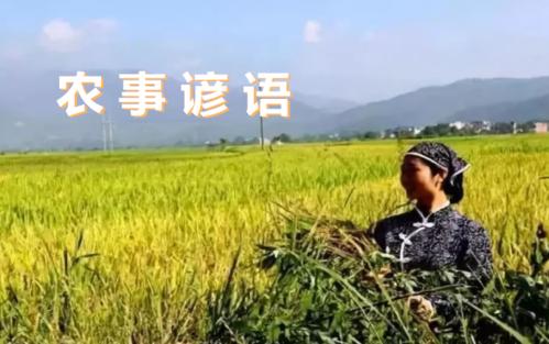 四个季节的农业谚语