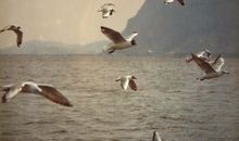 关于海鸥的比喻句