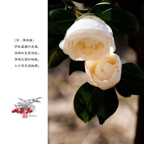 描述山茶花的比喻句