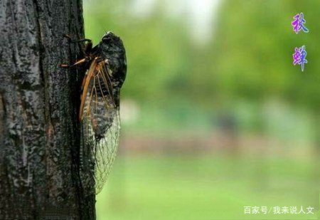 谢侯yu枯木桥