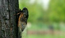 歇后语枯木搭桥