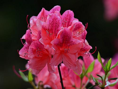杜鹃花句子