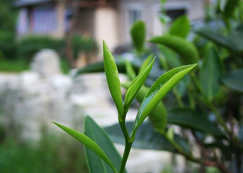 茶客的谚语