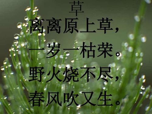诗与草