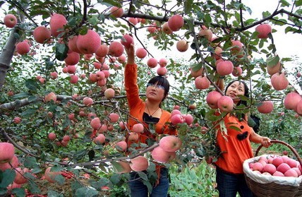 红苹果写比喻句