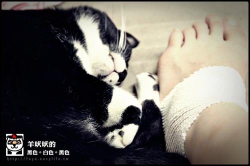 吠叫
