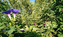 写牵牛花的比喻句