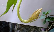 昙花开了比喻句