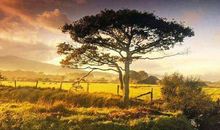 等一个黄昏,爱一个清晨