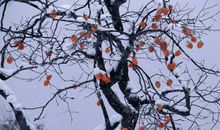 形容天阴的比喻句