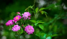 蔷薇花的比喻句