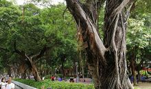 写榕树的比喻句