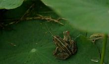 青蛙叫声的比喻句