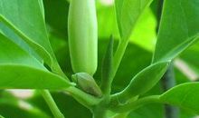 白兰花的比喻句