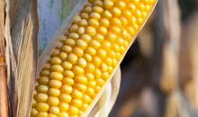 描写玉米成熟的句子