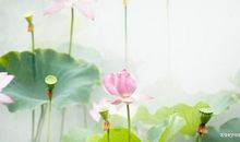 描写荷花的古诗67首