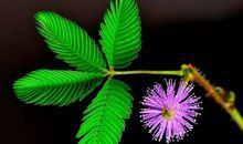 含羞草的比喻句