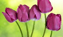 郁金香的比喻句