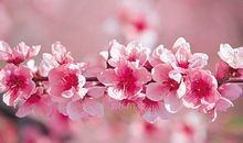 与花有关的比喻句