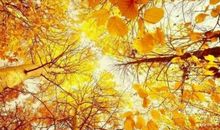 有关秋天的比喻句