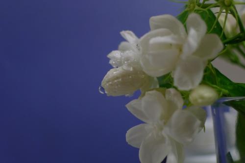 茉莉花的寓言