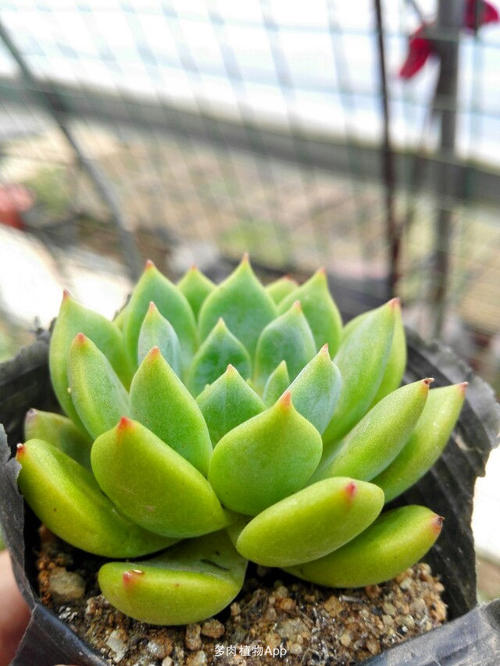 青苹果的比喻句