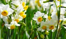 水仙花的比喻句