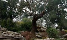 百年的歪脖树歇后语