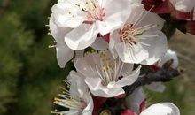 描写风花雪月的诗句