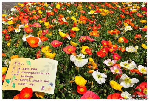 谈论赏花