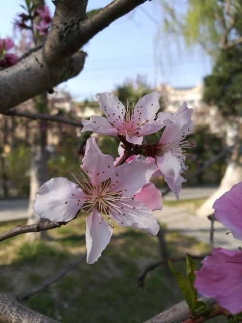 谈花