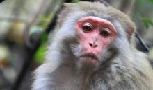 山上无老虎歇后语