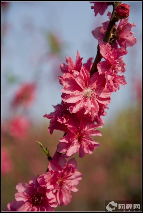 桃花