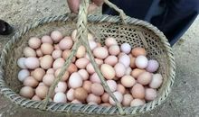 一篮鸡蛋滚下坡歇后语