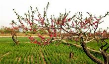 描写田园风光的古诗