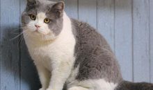 有关猫的比喻句