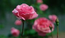 荷叶像什么比喻句