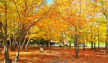 描写秋天景色句子