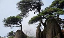 关于松树的比喻句