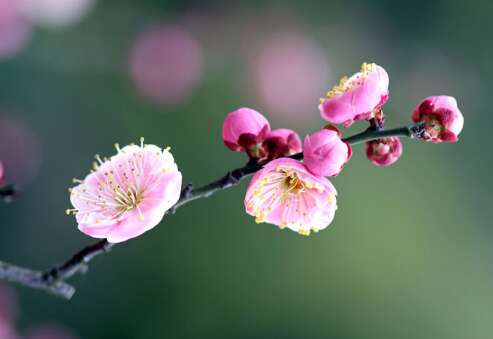 丽春2019问候
