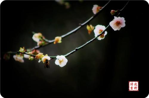 谈论落花