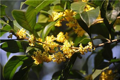 谈桂花
