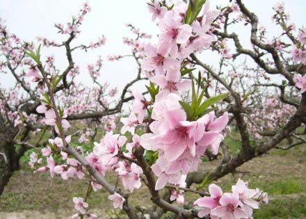谈论观赏桃花
