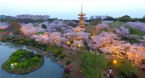 樱花谈