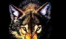 有关于狼的谚语