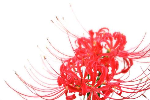 谈论希根花