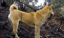 关于狼的谚语英文