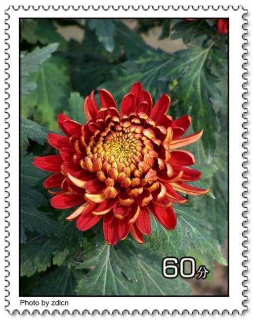 菊花讲