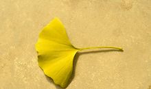 树叶落下的比喻句